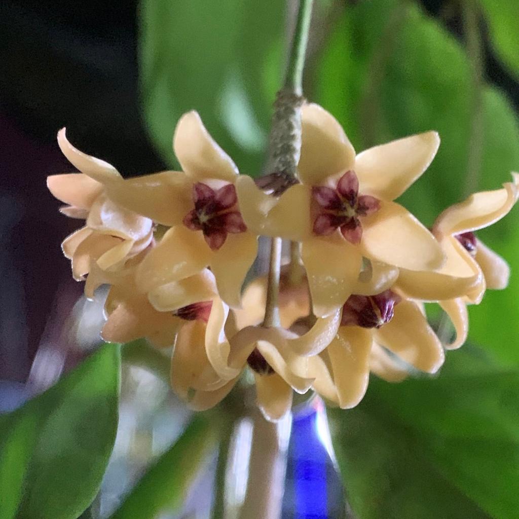 Hoya cutis porcelana