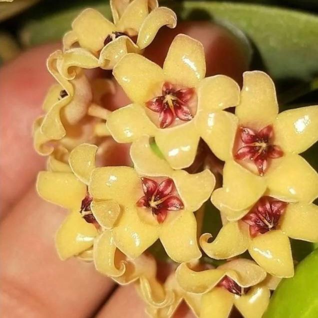Hoya cutis porcelana