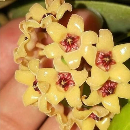 Hoya cutis porcelana