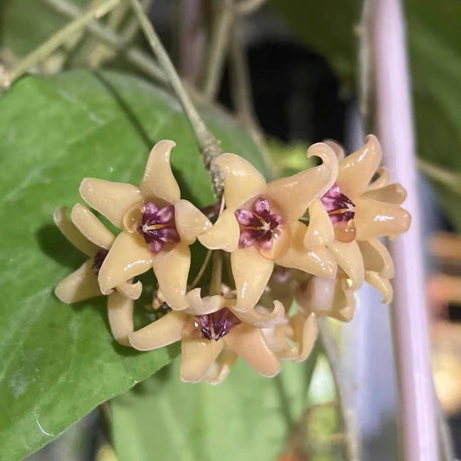 Hoya cutis porcelana