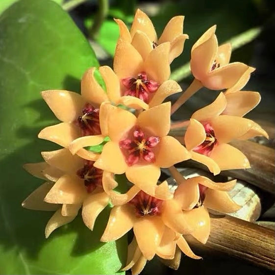 Hoya cutis porcelana