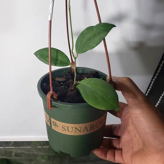 Hoya cutis porcelana for Sale