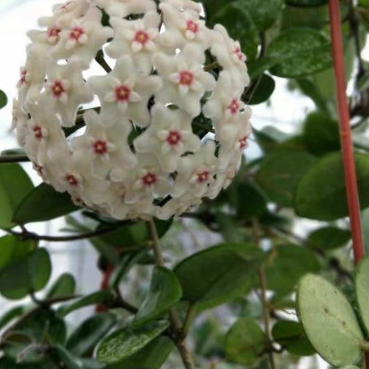 Hoya cv. Mathilde