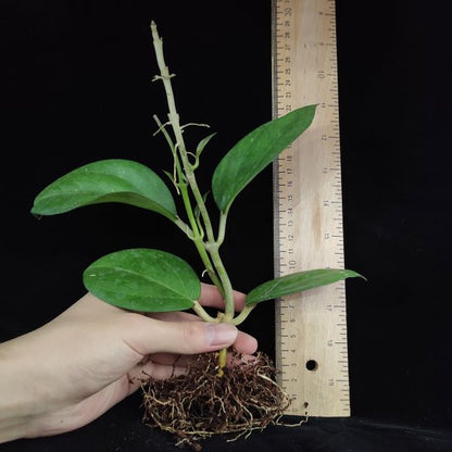 Hoya cv. patcharawalai