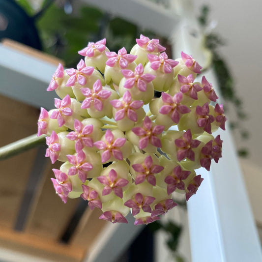 Hoya cv. patcharawalai