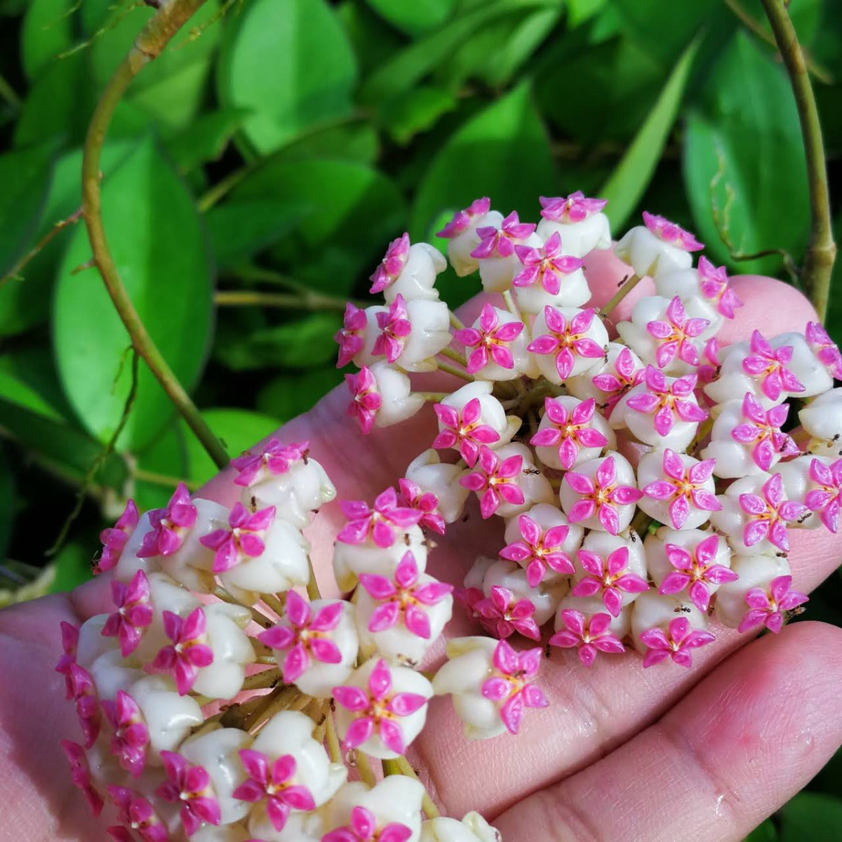 Hoya cv. patcharawalai