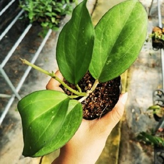 Hoya cv. patcharawalai