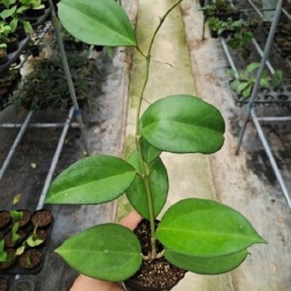 Hoya cv. patcharawalai