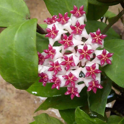 Hoya cv. patricia
