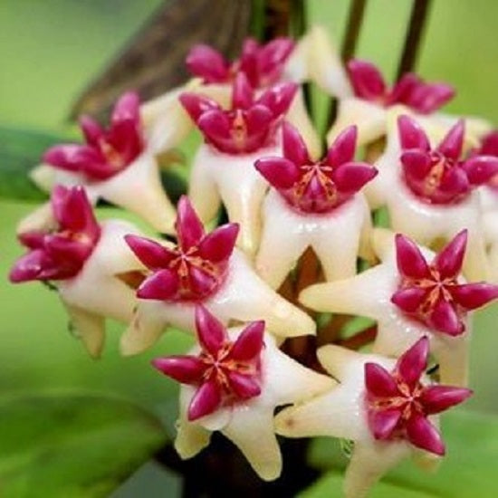 Hoya cv. patricia