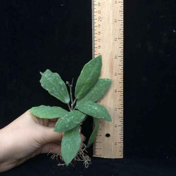 Hoya cv. patricia