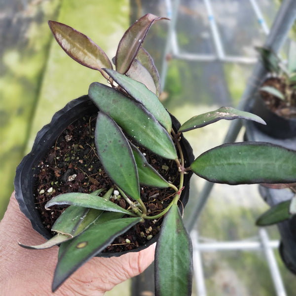 Hoya cv. rosita