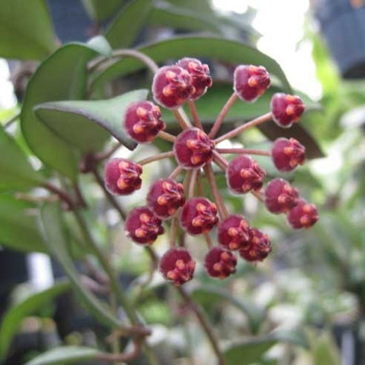 Hoya cv. rosita