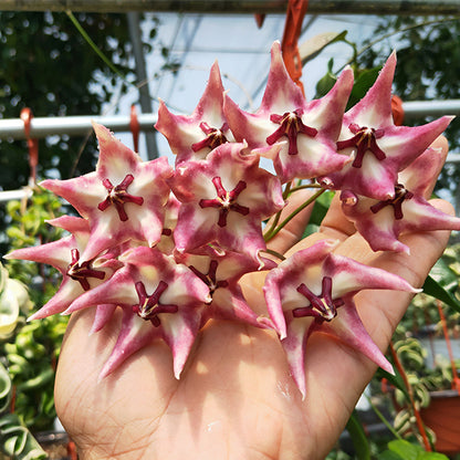 Hoya cv.kaimuki