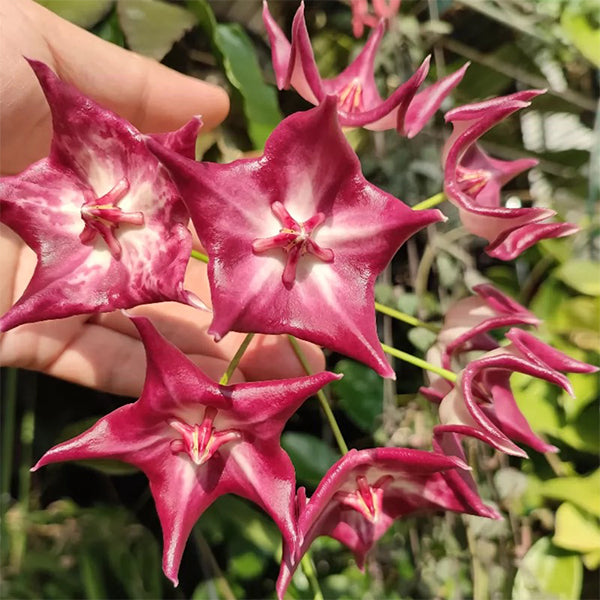 Hoya cv.kaimuki