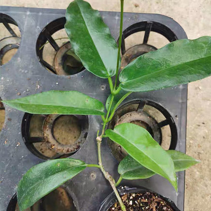 Hoya cv.kaimuki