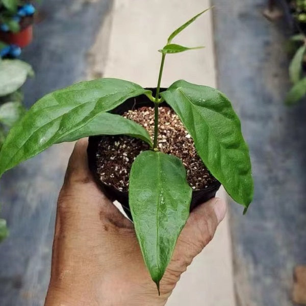 White Bells Hoya(Hoya danumensis )