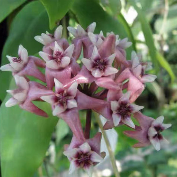 Hoya darwinii