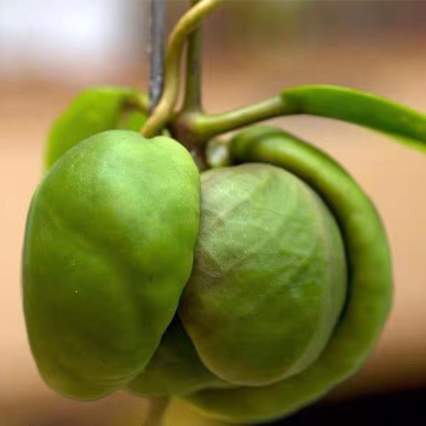 Hoya darwinii