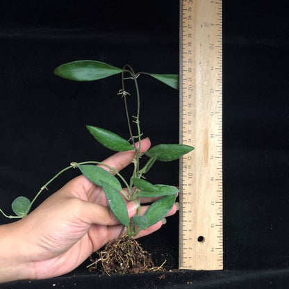 Hoya davidcummingii