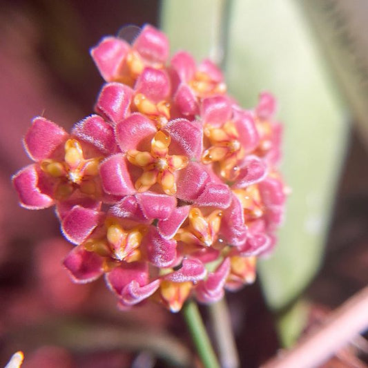 Hoya davidcummingii