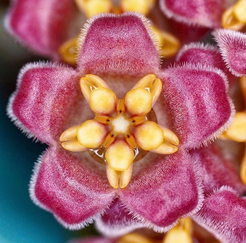 Hoya davidcummingii