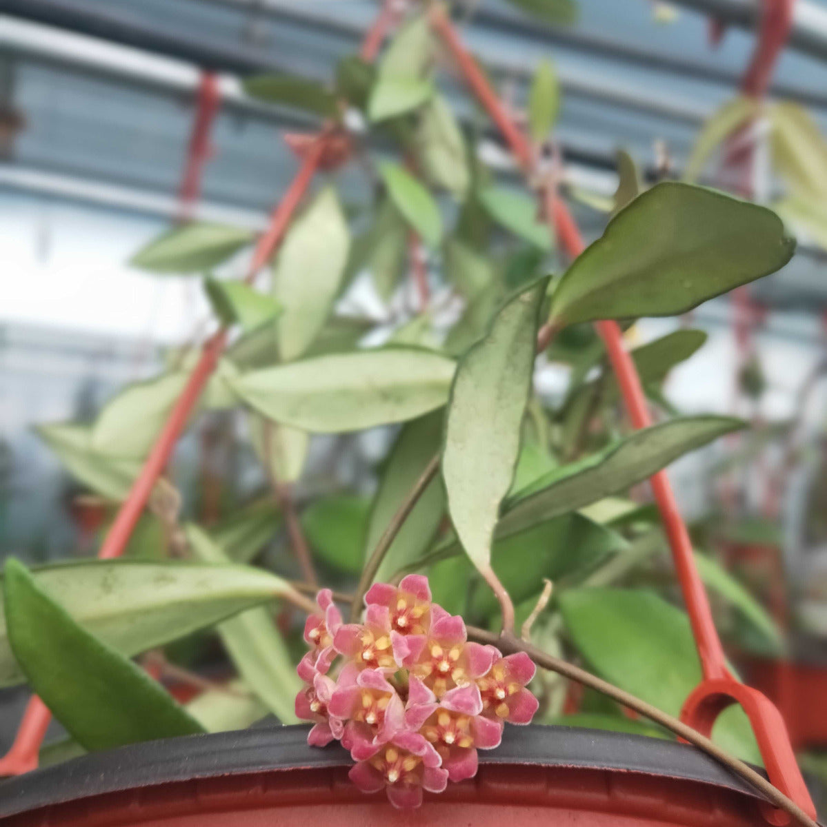 Hoya davidcummingii
