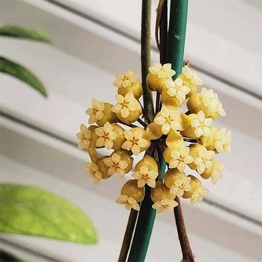 Hoya deykei
