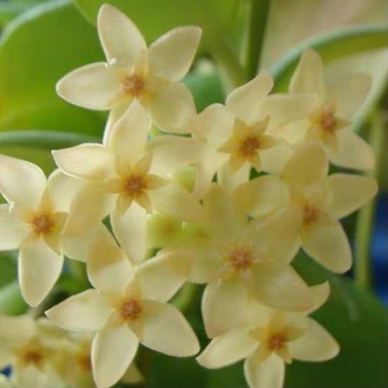 Hoya diptera
