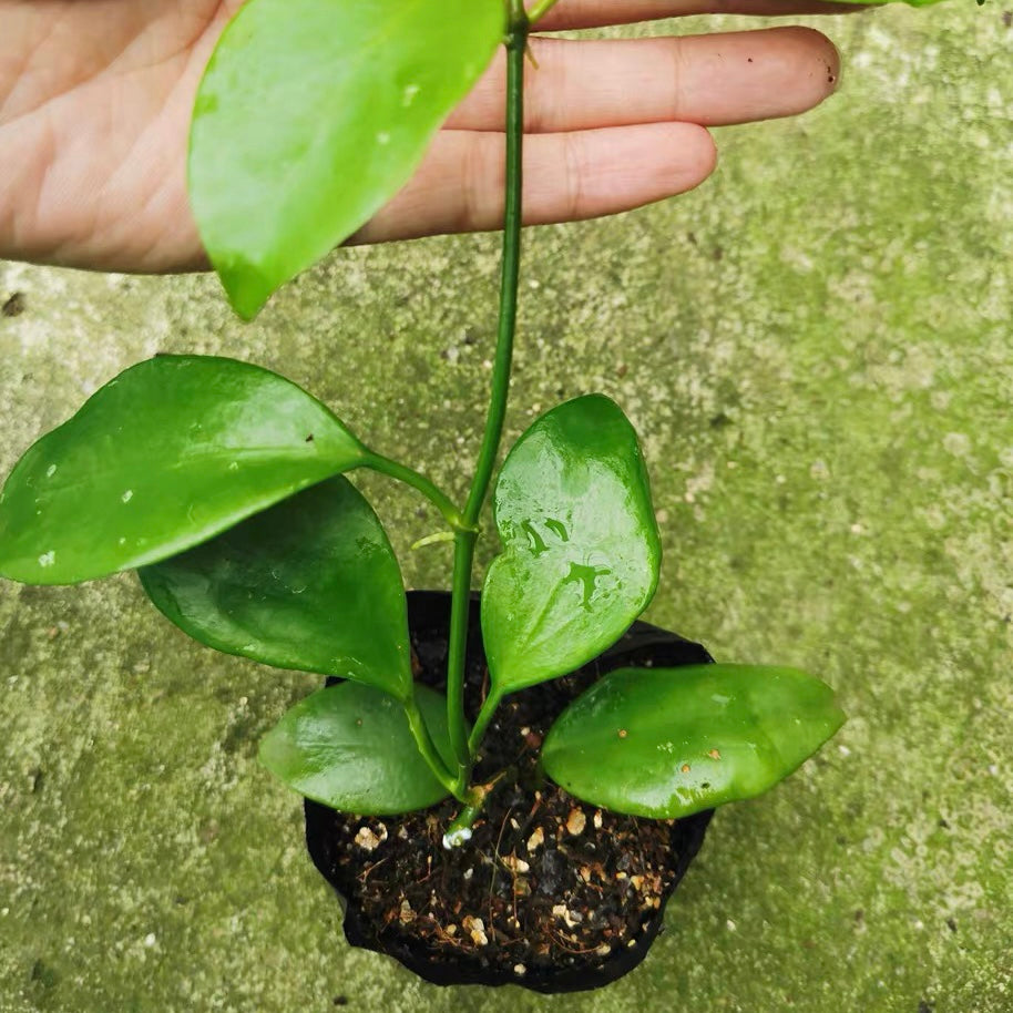 Hoya diptera