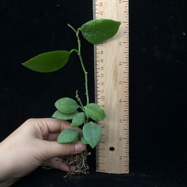 Hoya diptera