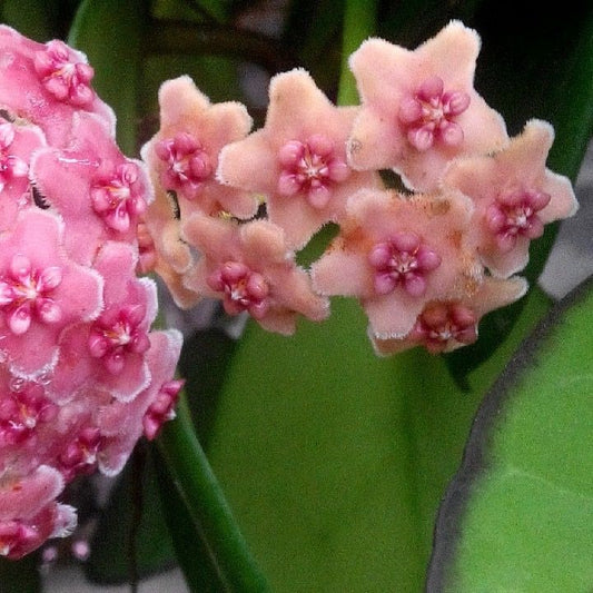 Hoya diversifolia albomarginata