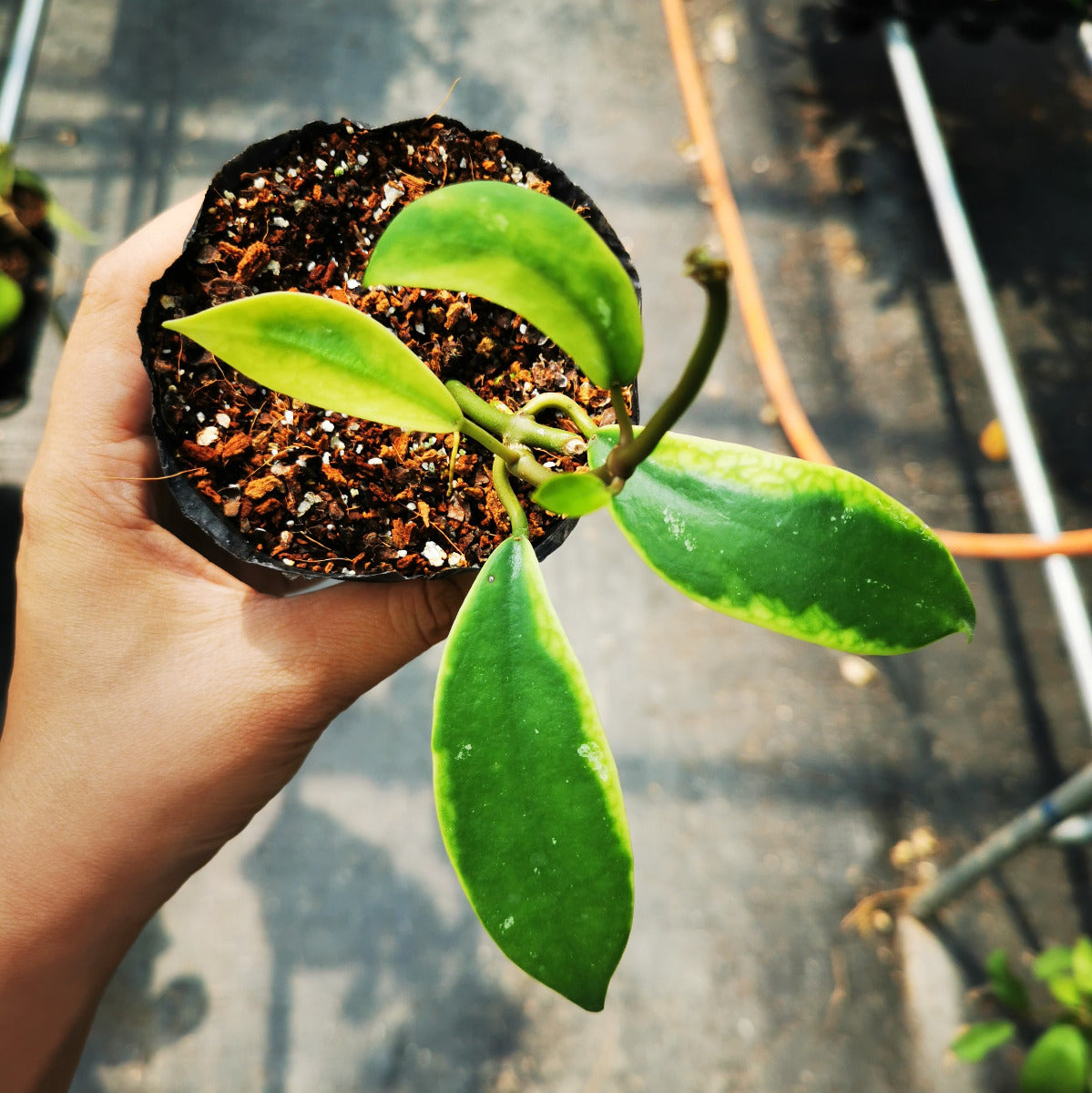 Hoya diversifolia albomarginata