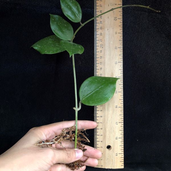 Hoya dolichosparte