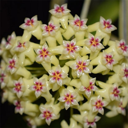 Hoya dolichosparte
