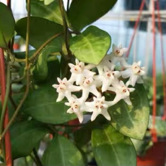 Hoya elliptica