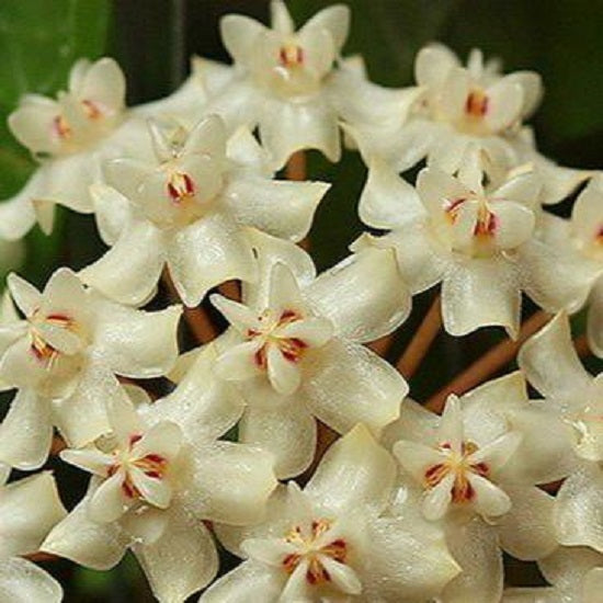 Hoya elliptica