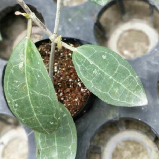 Hoya elliptica