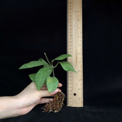 Hoya elliptica