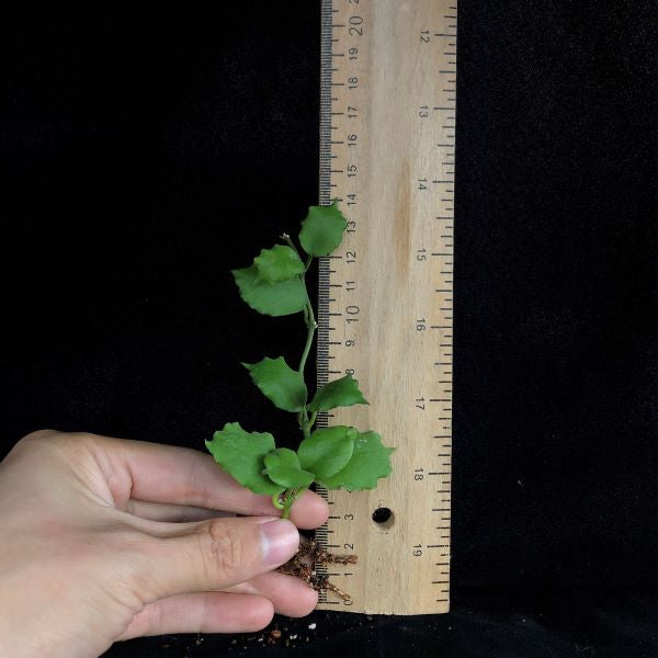 Hoya Endauensis