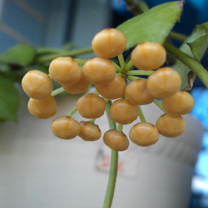 Hoya Endauensis