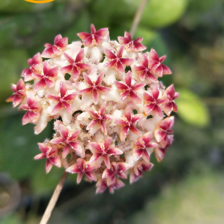 Hoya erythrinaemma red