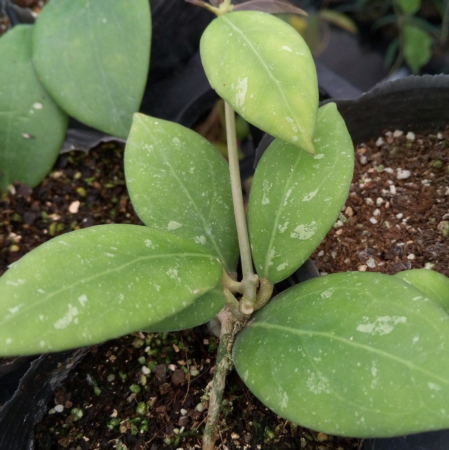 Hoya erythrinaemma red