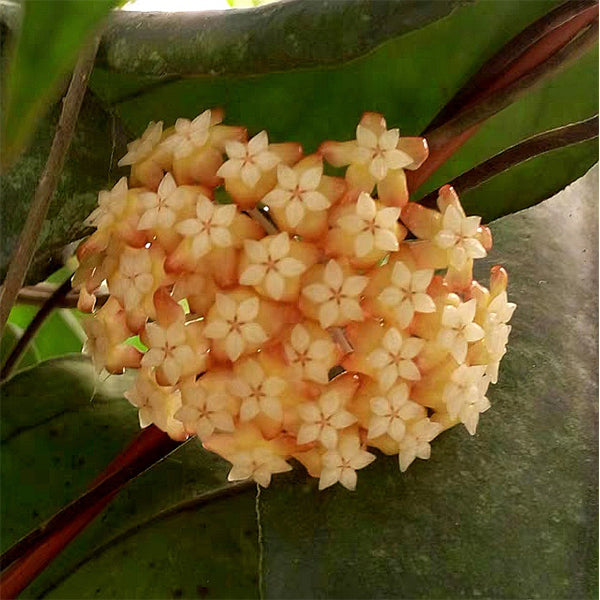 Hoya chicken farm