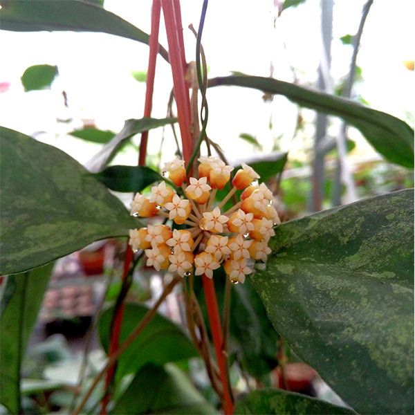 Hoya chicken farm