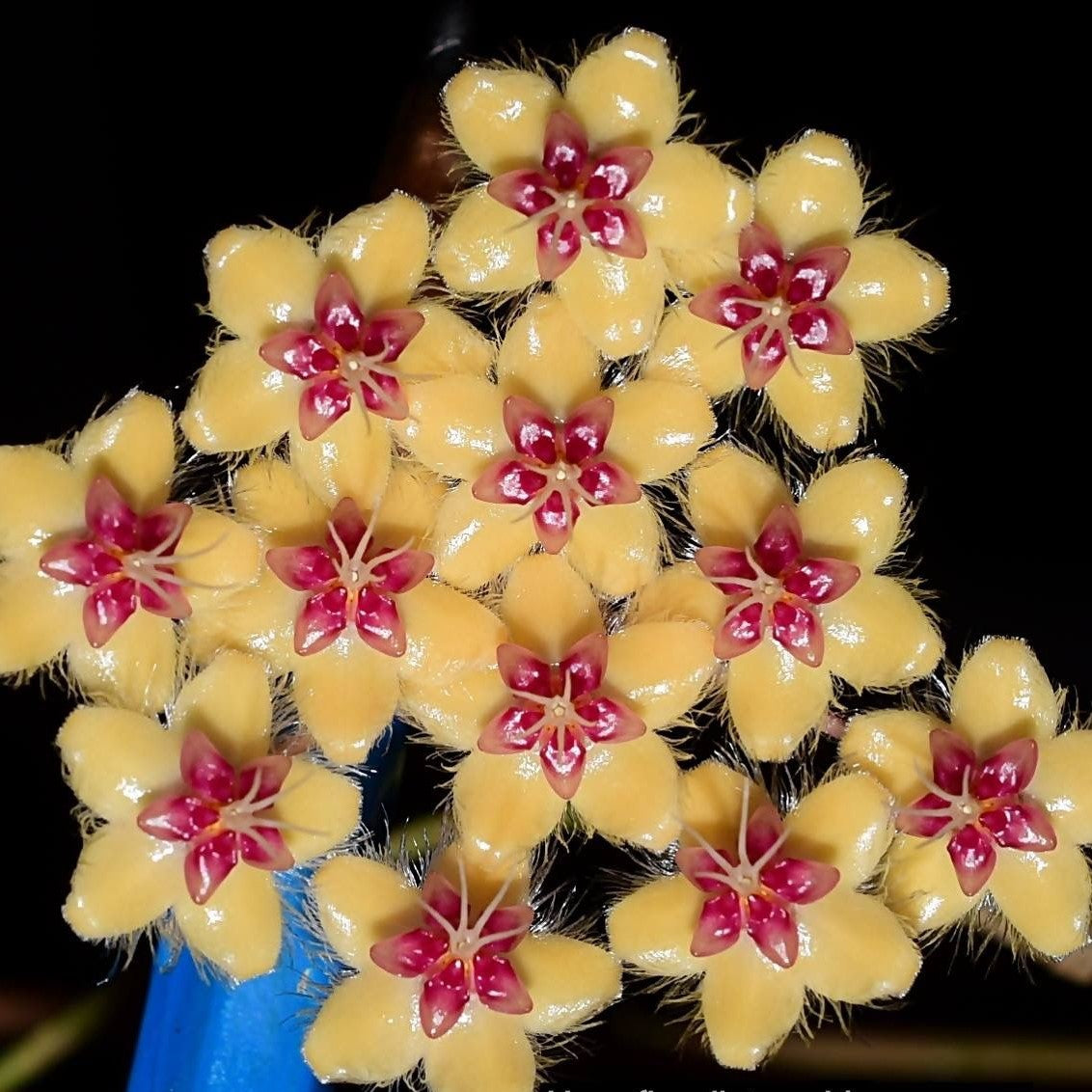Hoya flagellata ssp. gold