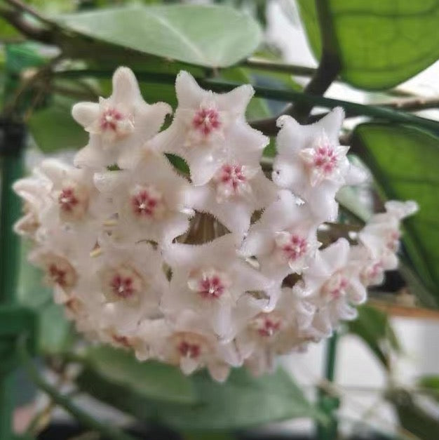 Hoya fungii