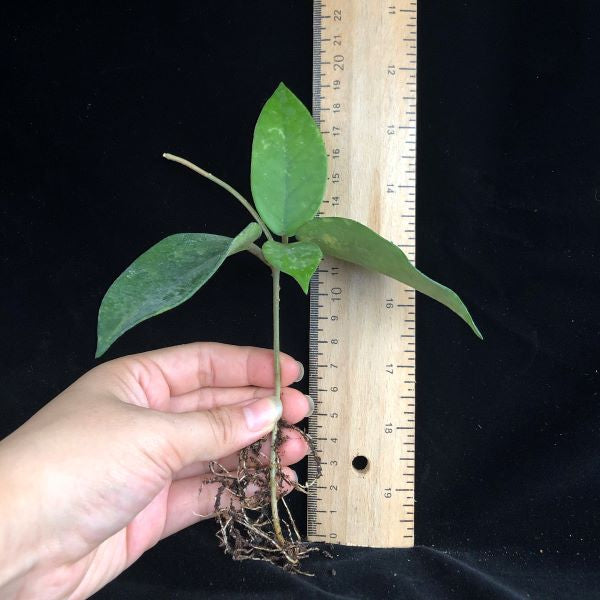 Hoya fungii