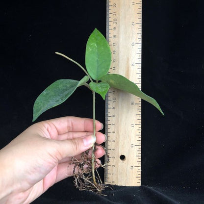 Hoya fungii