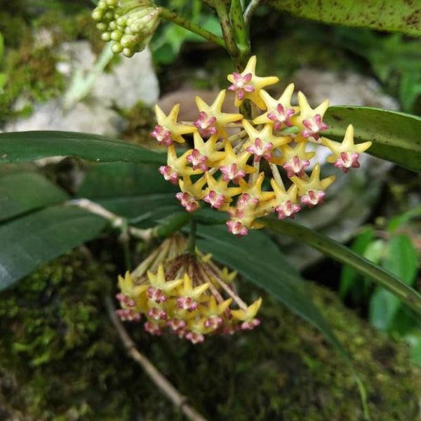 Hoya fusca Wall